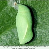 hyponephele lycaon ossetia pupa